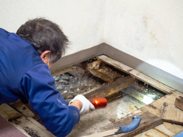 Best Health and Safety Mold Remediation in Coulee Dam, WA