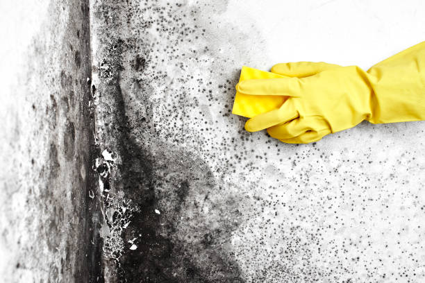 Best White Mold Remediation in Coulee Dam, WA