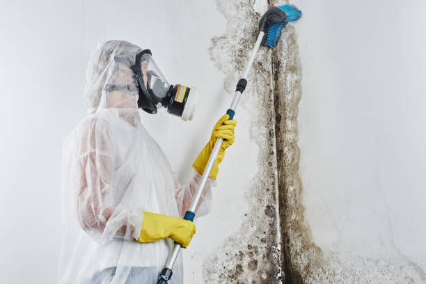 Best Insurance-Related Mold Remediation in Coulee Dam, WA