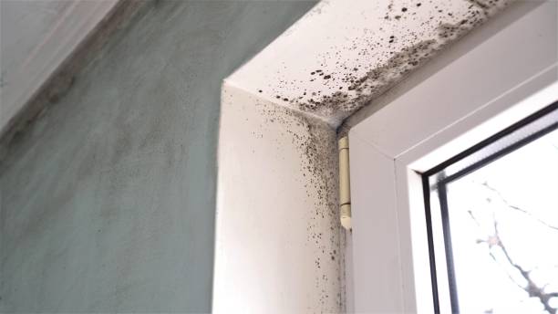 Best Localized Mold Remediation (e.g., coastal areas, humid climates) in Coulee Dam, WA