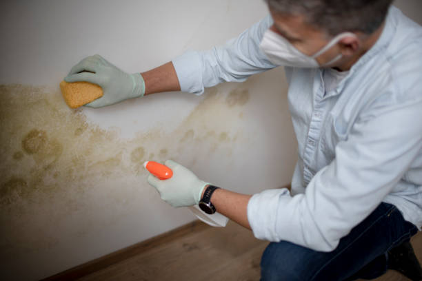 Best Attic Mold Remediation in Coulee Dam, WA