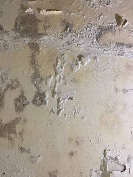 Professional Mold Remediation in Coulee Dam, WA