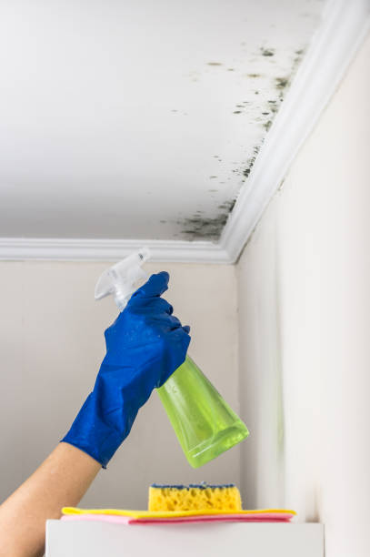 Best Basement Mold Remediation in Coulee Dam, WA